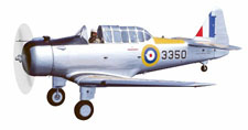 Photo of North American Yale